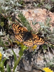 Chlosyne whitneyi