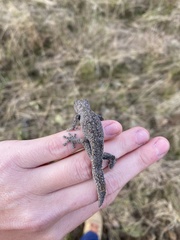 Strophurus williamsi