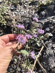 Ziziphora clinopodioides