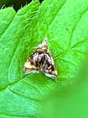 Prochoreutis