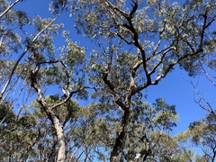 Corymbia eximia