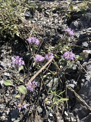 Ziziphora clinopodioides