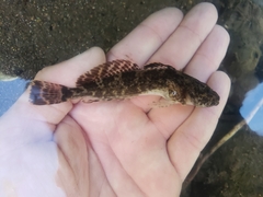 Columbia Sculpin photo 2
