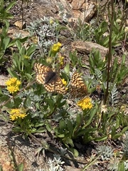 Chlosyne whitneyi