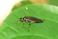 Ptecticus tricolor