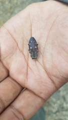 Chrysobothris gemmata