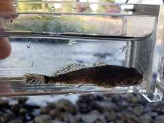 Cottus hubbsi