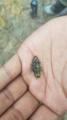 Chrysobothris gemmata