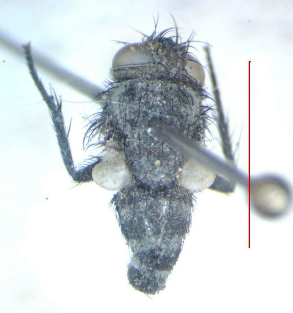 Meleterus