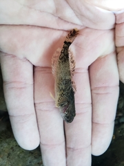 Cottus hubbsi
