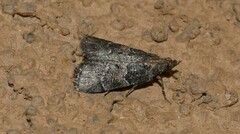 Satole ligniperdalis