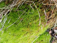 Leptobryum pyriforme