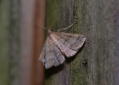 Tetanolita floridana