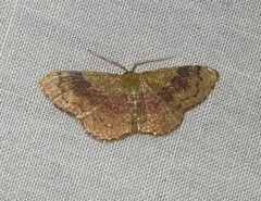 Leptostales ferruminaria