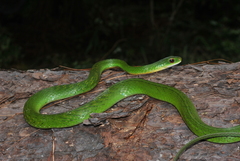 Drymobius chloroticus