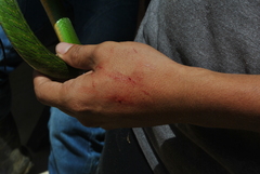 Drymobius chloroticus