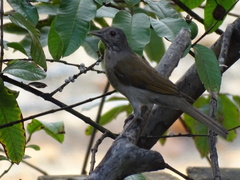 Turdus leucomelas