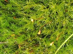 Leptobryum pyriforme