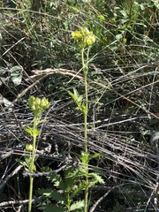 Potentilla longifolia