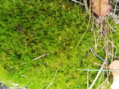 Leptobryum pyriforme