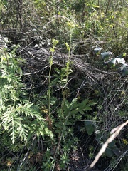 Potentilla longifolia