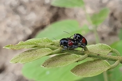 Griburius albilabris