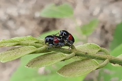 Griburius albilabris