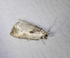 Olethreutes punctanum