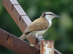 Campylorhynchus griseus