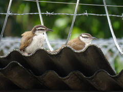 Campylorhynchus griseus