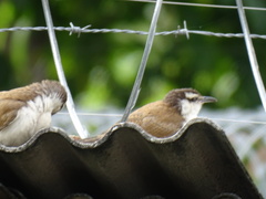 Campylorhynchus griseus