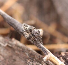 Hamataliwa grisea