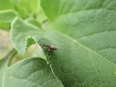 Cylindrocopturus