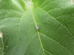Cylindrocopturus