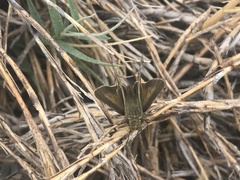 Panoquina errans