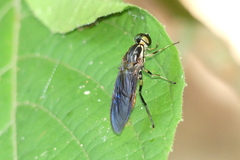 Ptecticus tricolor