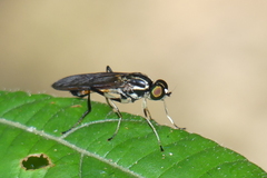 Ptecticus tricolor