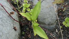 Amischotolype hispida