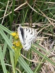 Parnassius behrii
