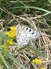 Parnassius behrii