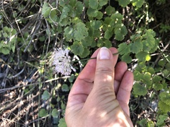 Allium nutans
