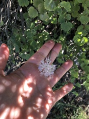 Allium nutans
