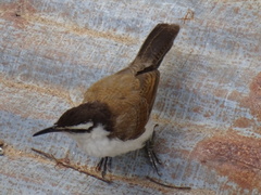 Campylorhynchus griseus