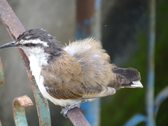 Campylorhynchus griseus