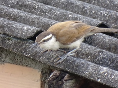 Campylorhynchus griseus