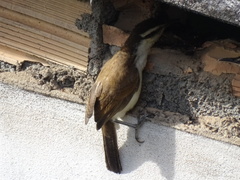 Campylorhynchus griseus