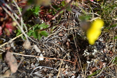 Potentilla hyparctica