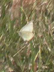 Colias behrii