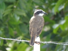 Pitangus sulphuratus