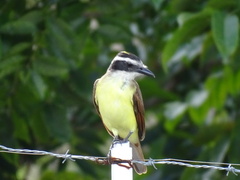 Pitangus sulphuratus